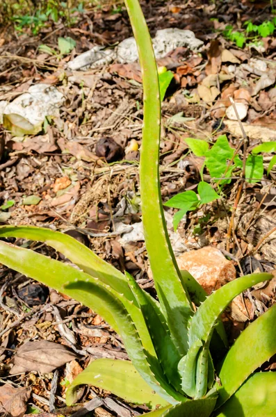 Una Planta Aloe Vera Iluminada Con Luz Del Sol Crece —  Fotos de Stock