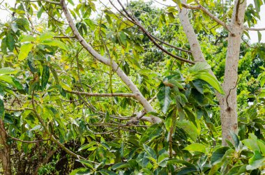 Avokado ağacındaki bir dalda bir bülbül kuyruğu yukarıda ve aşağı bakıyor...