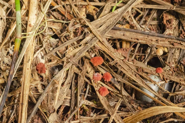 Kleine Pilze Wachsen Aus Getrocknetem Gras — Stockfoto
