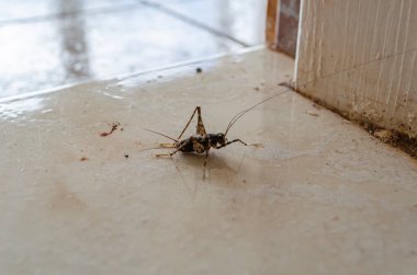 Küçük bir cırcır böceği bir evin kapısında..