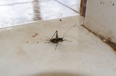 A small house cricket is on the floor at the entrance of a door. clipart