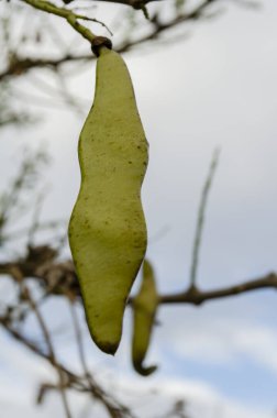 Sapında küçük bir sopa tohumu kabuğu asılı..