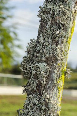 A cluster of raindeer lichen is growing on a wire fence post against the greenery of trees. clipart