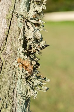 Lichen is growing on the side of an old cracked post. clipart