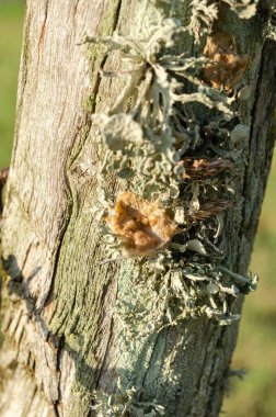 Bir parça ramalina americana kuru ve çatlak bir direğin yanında yetişir..