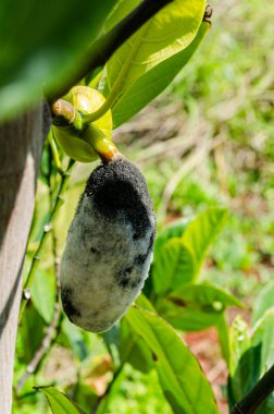 Siyah ve beyaz rhizopus stolonifer küfü bir Jackfruit çiçeğinin üzerinde büyüyor..