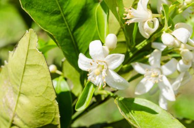 Turuncu çiçeklerin beyaz, kalın yaprakları polenleri yayarak erkek organı oluşturur.. 
