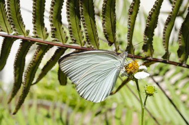 A butterfly lands on a spanish needle flowers beside an Ostrich fern. clipart