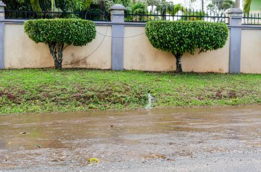 İki süs ağacının ortasında, çimenlerin kenarından akan su, bankacılığı kaplayan suyun akışına karışır..
