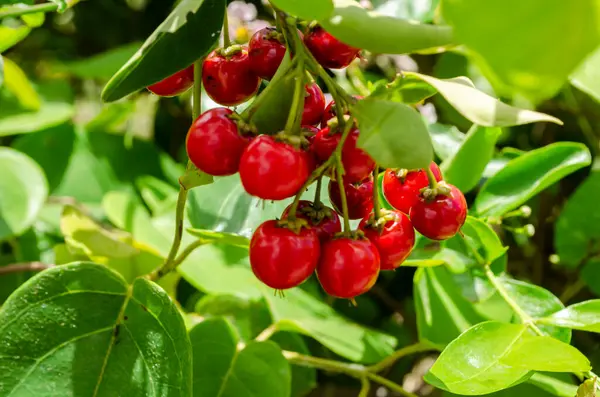 stock image A bunch of red ripe malpighia glabra cherries hangs from a branch among lush green leaves.