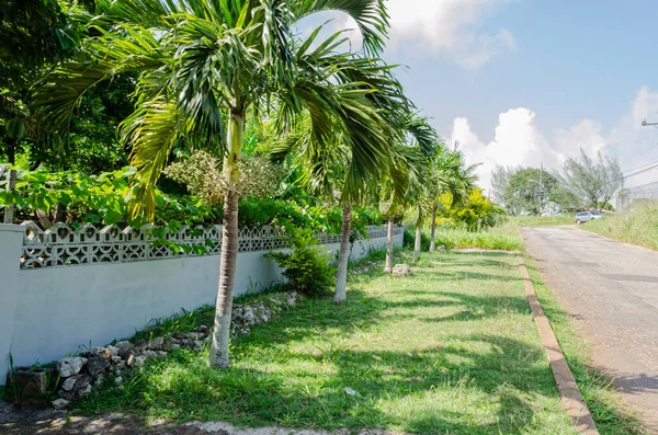 stock image A line of palm trees are growing from a grassed area adjacent to a parameter wall fence along the roadside.