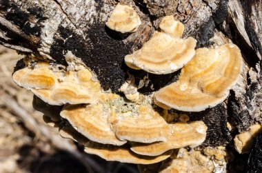 Ganoderma applanatum mantarları çürüyen eski bir odunun kenarında yetişiyor..