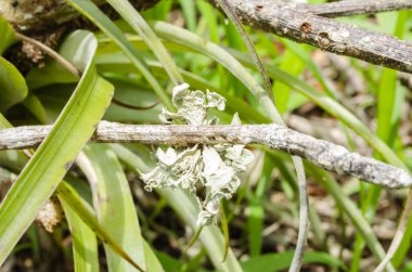 Küçük bir parça ramalina americana liken küçük bir çubukta vahşi çamlar arasında yetişiyor..