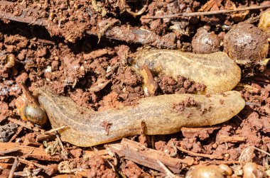 Sopalar ve molozların arasında çamurda sürünen sümüklüböcekler..