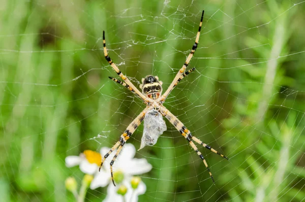 A silver argiope spider caught a prey in its web and is about to eat it.