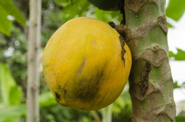 Yuvarlak sarı bir papaya, bulutlu gökyüzü arka planına karşı ağacına bağlanır..