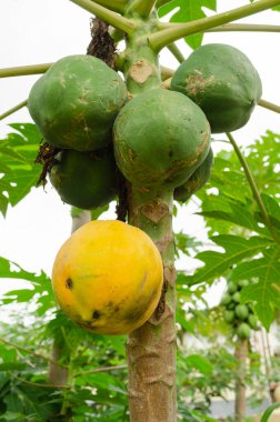 Bir ağaçta beş yeşil olgunlaşmamış papaya ve sarı olgun bir meyve vardır..