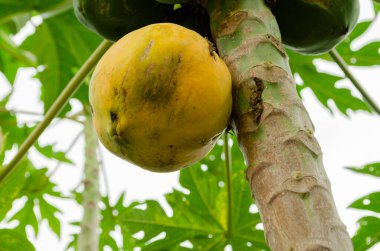 Bir papaya ağacının yalıtılmış sarı olgun meyvesi vardır..