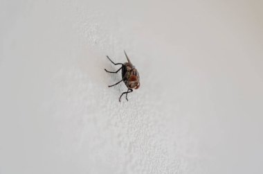 Bir ev sineği beyaz bir duvara konuyor.