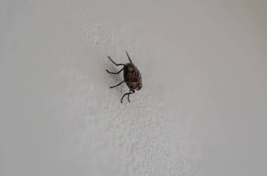 Ev sineğinin yüzünün iki büyük gözü ve hortumu vardır..