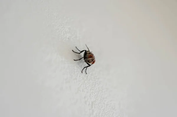 A house fly is on the surface of a wall indoor.