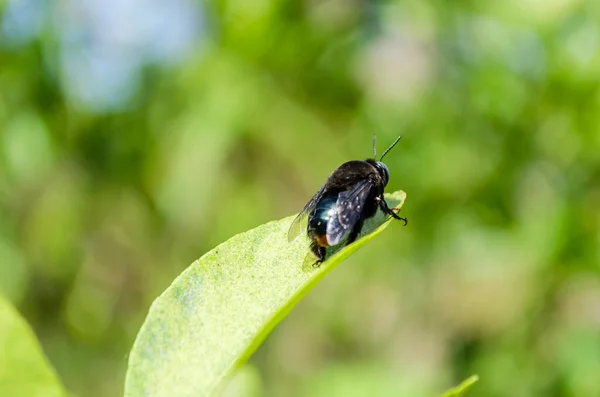 Eine Schwarze Zimmermannsbiene Auf Einem Isolierten Lindenblatt Kriecht Mit Dem — Stockfoto
