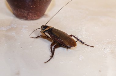 A cockroach is crawling on a tiled floor towards an old wooden bed foot. clipart