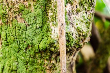 Bir ağaç gövdesi yeşil alglerle kaplıdır..