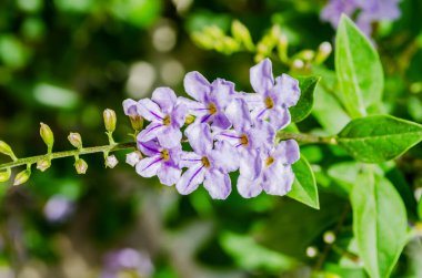 Bir demet lavanta duranta erekta çiçeği, her yaprağın ortasında leylak rengi bir şerit bulunan tek sıra çiçeklerle bitkisinin yeşilliğine karşı izole edilmiştir...