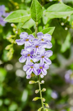 İzole bir Duranta Erecta L. bitkisi tomurcuğu bitkisinin yeşil arka planında asılı duruyor..