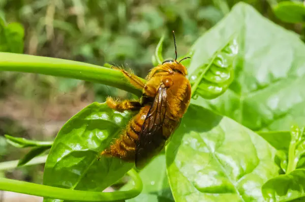 This is the side of a yellow carpenter bee clinging to a horizontal malabar spinach vine.