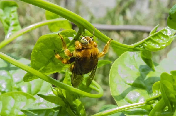 A yellow carpenter bee with two large green eyes clings to the stem of a malabar spinach vine.