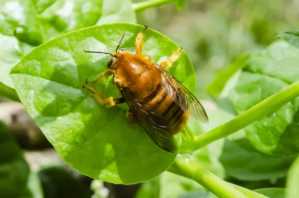 A yellow carpenter bee is on the top surface of a green spinach leaf.