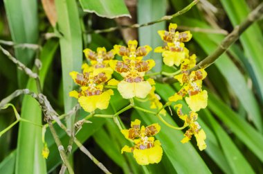 Bu bir demet oncidium sphacelatum 'un yakın çekimi, bitkinin uzun yaprakları arasında altın duş orkidesi çiçekleri.