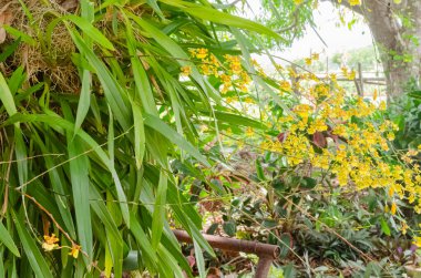 Bir tarminalia katappa badem ağacının kenarında uzun sarı çiçekli oncidium sphacelatum orkidesi kümesi büyüyor..