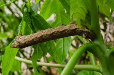 A caterpillar is feeding on a papaya tree clipart