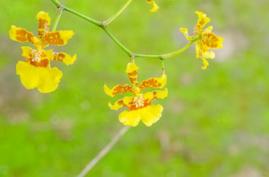 This is the closeup of the small yellow flower of the oncidium sphacelatum orchid. clipart