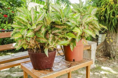 İki tencere Aglaonema Commutatum bitkileriyle dolu..