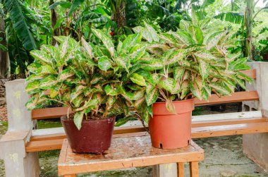 İki tencere Aglaonema Commutatum bitkileriyle dolu..