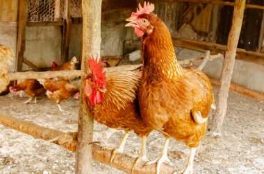 İki katmanlı tavuklar bir ağılda inşa edilmiş ahşap bir tüneğin önünde duruyorlar..