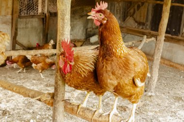 Two layer hens are standing of a wooden roost constructed in a pen. clipart