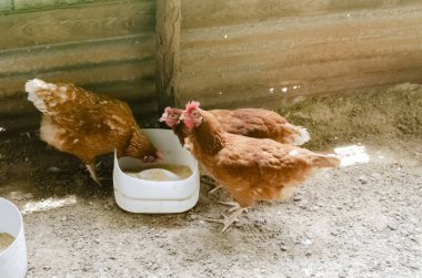 Bir tavuk plastik bir konteynırdan yemek yerken, diğer ikisi etrafa bakıyor..