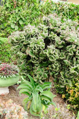 Yeşil bitkilerle dolu bir bahçeden kalın bir şamdan bitkisi büyüyor..