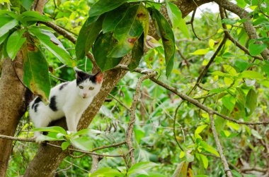 Avokado ağacının dalında siyah beyaz bir kedi duruyor..