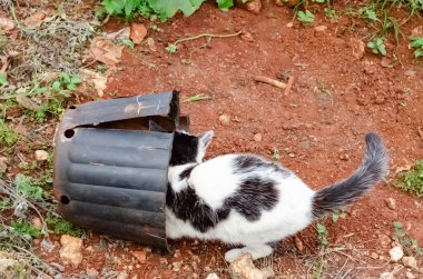 Siyah beyaz bir kedi, eski siyah bir saksıya sürtünüyor..