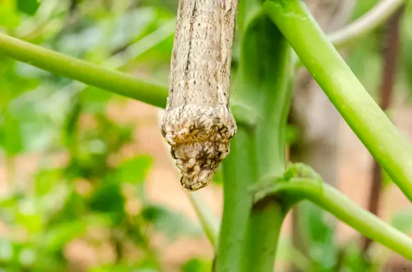 stock image This is a closeup of the head of a large caterpillar