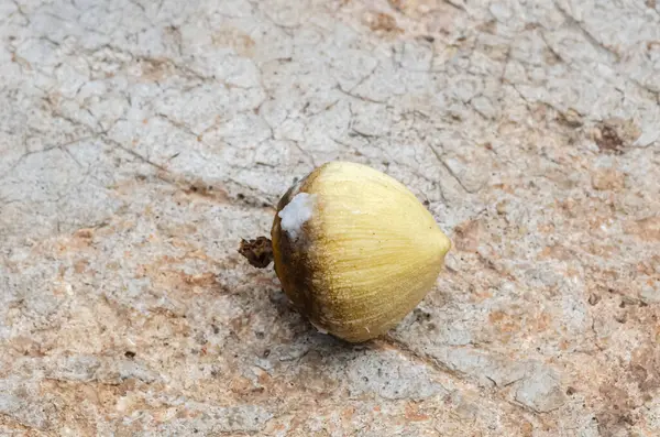 stock image A coconut sprout is isolated from the drupe and placed on a concrete surface.