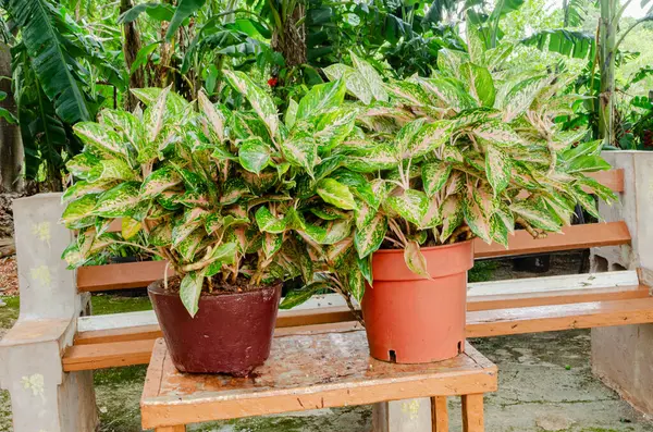 stock image Two pots are filled with the Aglaonema commutatum plants.