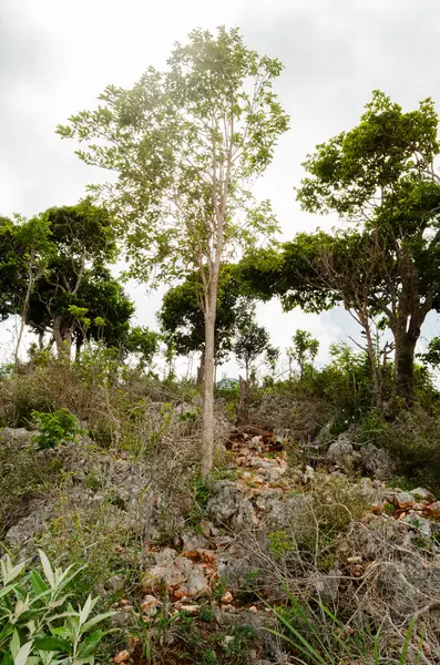 stock image Trees are growing from a small hill of large embedded rocks.