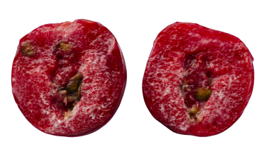 Tohumlu, olgun kırmızı eriğin iki kesiti..